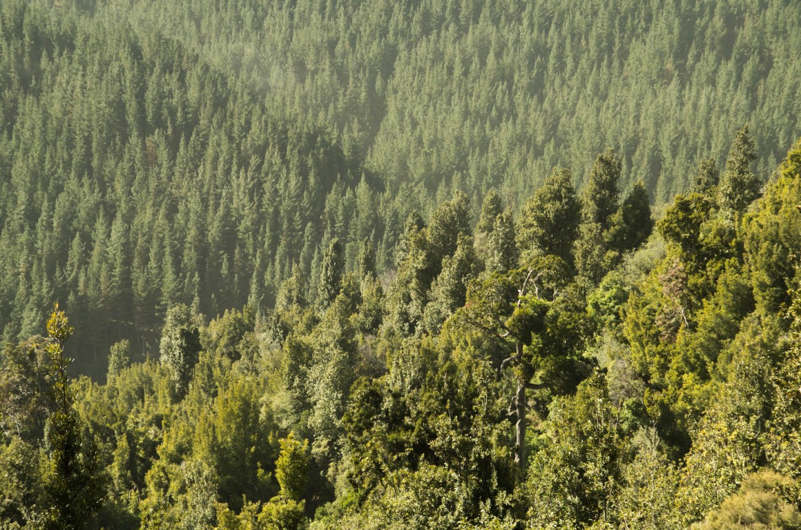 Emphasis On Indigenous Forests In ETS Would Benefit Public Health PHCC emphasis-on-indigenous-forests-in-ets-would-benefit-public-health-phcc